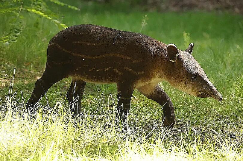 Tapir Mattheo hier als Jungtier im Zoo Cottbus. Tapir Mattheo hier als Jungtier im Zoo Cottbus.