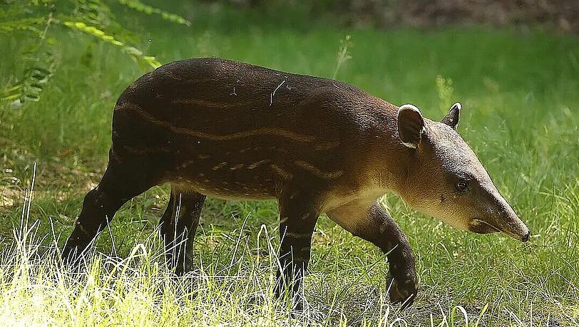 Tapir Mattheo hier als Jungtier im Zoo Cottbus.