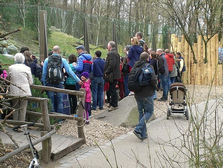 Bereits kurz nach Öffnung des Tierparks am Samstagmorgen drängen Schaulustige zum Gehege der Eisbären.