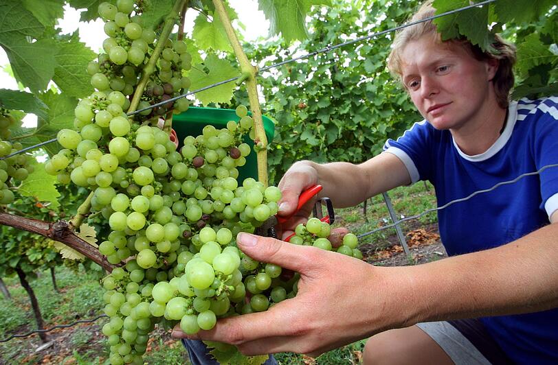 Die Winzerin Roma Hegwein erntet Trauben in ihrem Weinberg in Unterfranken.