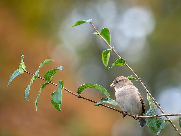 Ein Spatz sitzt auf einem Ast. Foto: Monika Skolimowska/dpa/Symbolbild