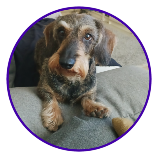 Charlie: Weil er immer da ist, wenn es einem schlecht geht. Er immer ehrlich ist und treu. Er ist 2019 Champion im Dachshundeklub geworden und trainiert dieses Jahr mit mir für den BHP Kurs.