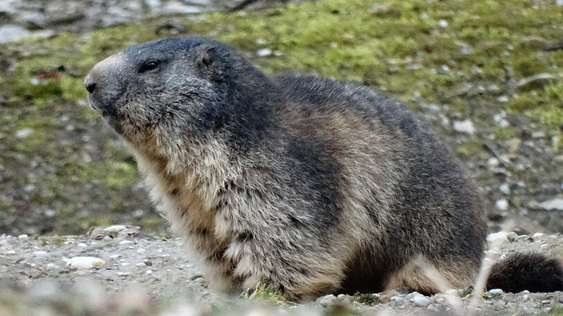 Die Murmeltiere in Hellabrunn sind aus ihren Winterschlaf erwacht.