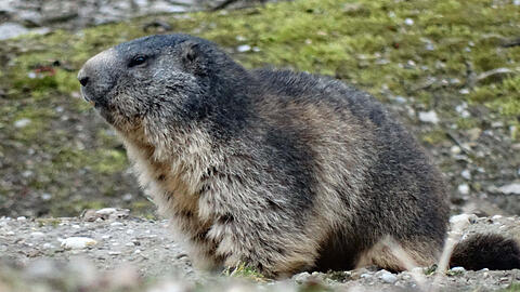 Die Murmeltiere in Hellabrunn sind aus ihren Winterschlaf erwacht.