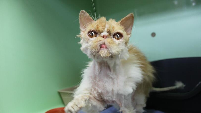 Das Fell der Katzen war verfilzt und voller Kot. Deshalb mussten sie geschoren werden. Das Fell der Katzen war verfilzt und voller Kot. Deshalb mussten sie geschoren werden.