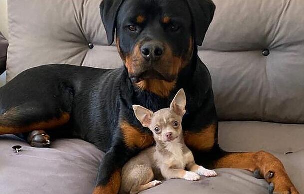 Ein Rottweiler und ein Chihuahua (Symbolbild). Ein Rottweiler und ein Chihuahua (Symbolbild).