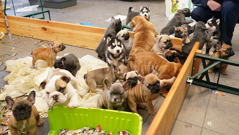 Die geretteten Hundewelpen. Die geretteten Hundewelpen.