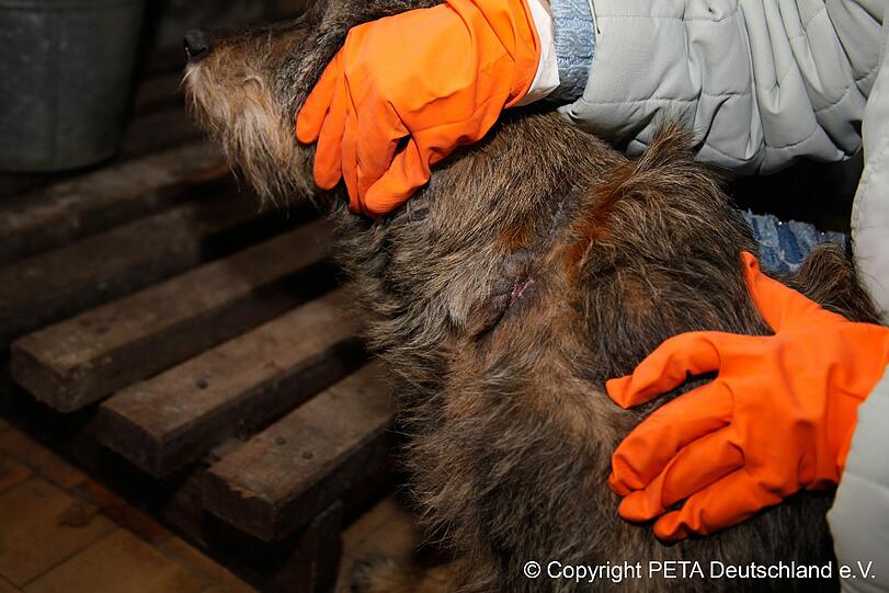 Nach internationalen Protesten von Tierschützern hat die Regierung in Kiew jetzt reagiert: Sie fordert die Bürgermeister des Landes auf, Tierheime für die herrenlosen Hunde einzurichten, die einfach vergiftet oder illegal eingeschläfert worden waren.