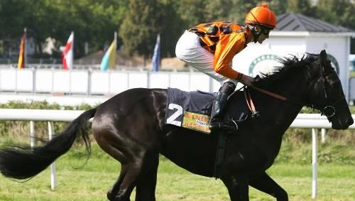 Startet am Sonntag beim Derby in Hamburg: Der dreijährige Münchner Rapphengst Double Handful. Startet am Sonntag beim Derby in Hamburg: Der dreijährige Münchner Rapphengst Double Handful.