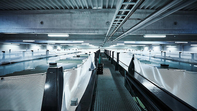 Garnelenzucht in Raceways bei Oceanloop in Langenpreising am Nordrand des Erdinger Mooses.