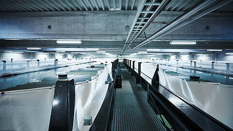 Garnelenzucht in Raceways bei Oceanloop in Langenpreising am Nordrand des Erdinger Mooses.