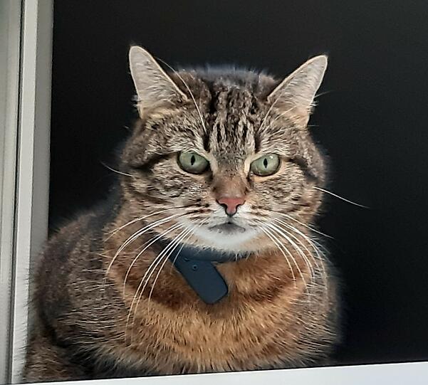 Mitzi