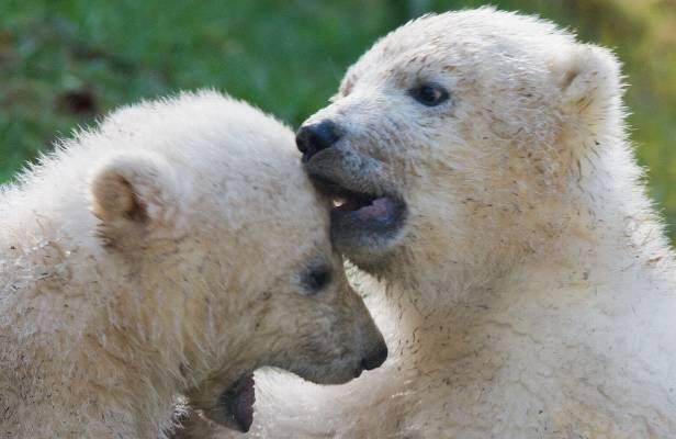 Auch die Eisbärenbabies können die Schüler während ihres ausflugs besichtigen.