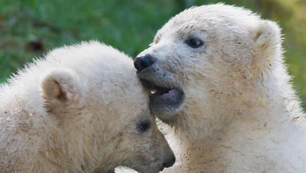 Auch die Eisbärenbabies können die Schüler während ihres ausflugs besichtigen. Auch die Eisbärenbabies können die Schüler während ihres ausflugs besichtigen.