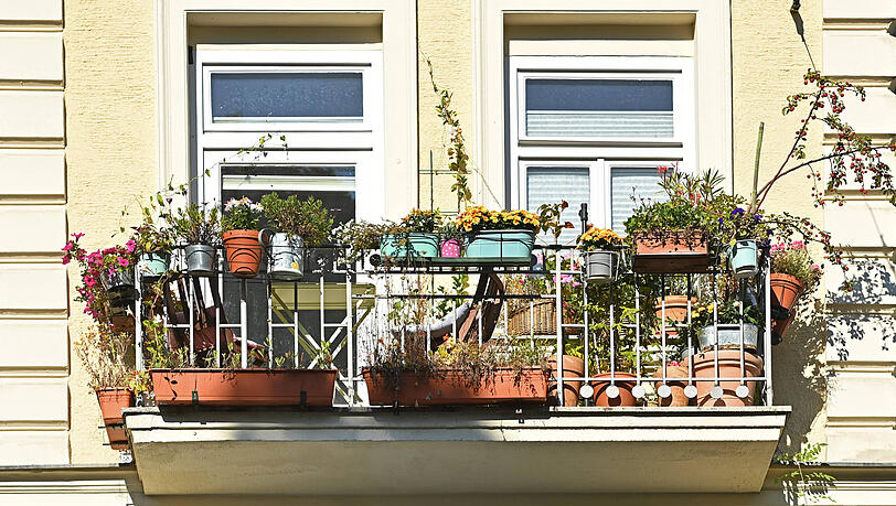 Balkon fit für den Frühling machen: Was im März schon wächst