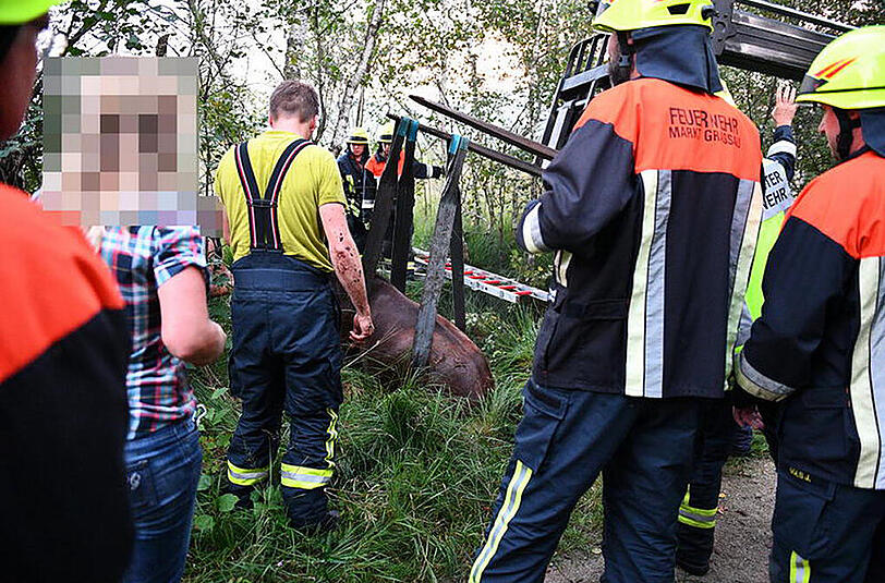 Spektakuläre Rettungsaktion in Grassau: Die Feuerwehr befreite ein Pferd aus dem moorastigem Untergrund.