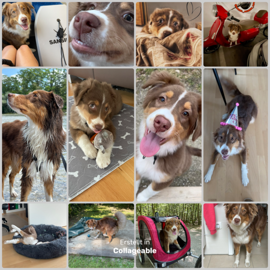 Mabel ist die Beste, weil sie einen wahnsinnig tollen Charakter hat - extrem aktiv und verspielt, sehr kuschelbedürftig und sucht immer meine Nähe, super Wachhund und Beschützer, kleine Wasserratte und extrem neugierig.