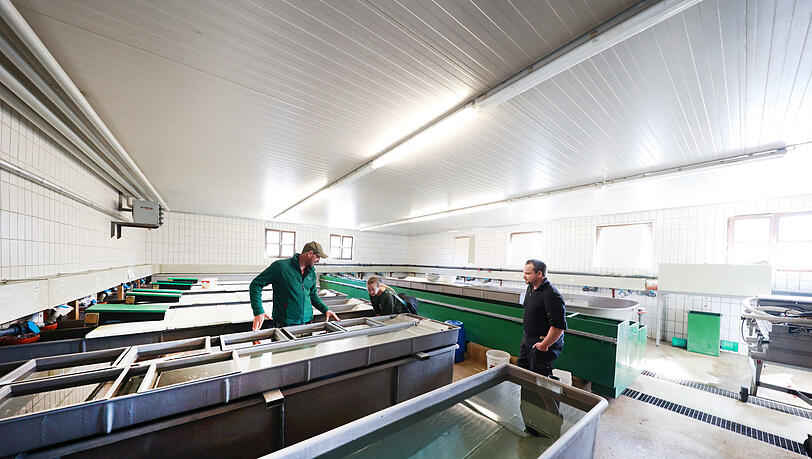 Vom Ei bis zur Räucherforelle: Wenige Zentimeter sind die Fische in den Plastikwannen groß, die in der Aufzuchtstation stehen. Vom Ei bis zur Räucherforelle: Wenige Zentimeter sind die Fische in den Plastikwannen groß, die in der Aufzuchtstation stehen.