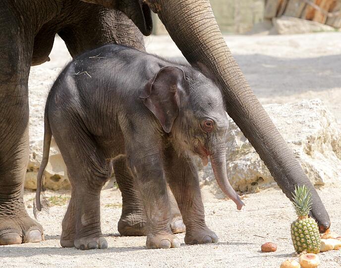 Die erste Schritte im Freien: Der Baby-Elefant im Außengehege.