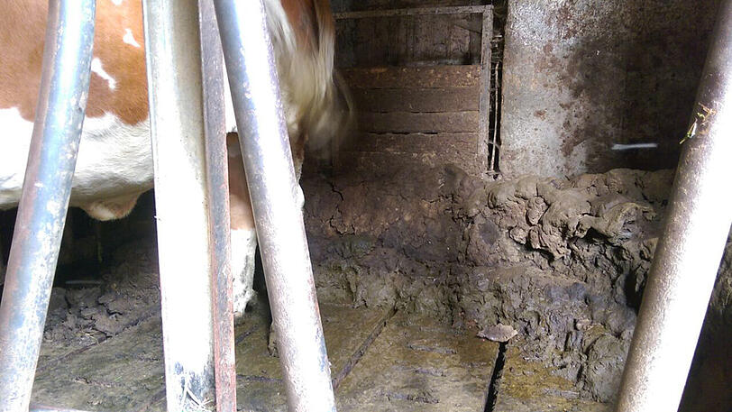 Der Kot der Tiere stapelt sich an der Wand. Bilder die deutlich machen, wie lange die untragbaren Zustände auf dem Hof schon andauern.