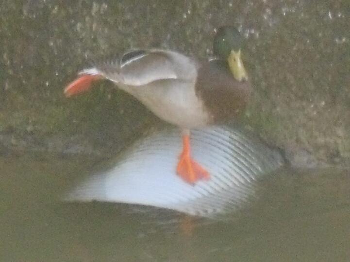 Ballerina Duck.