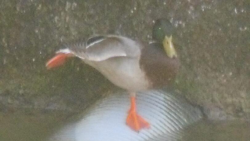Ballerina Duck.