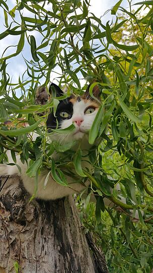Lilly