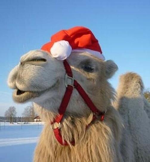 ... weihnachtlich mit Nikolausmütze. Oder zum Beispiel wie hier...