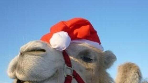 ... weihnachtlich mit Nikolausmütze. Oder zum Beispiel wie hier... ... weihnachtlich mit Nikolausmütze. Oder zum Beispiel wie hier...