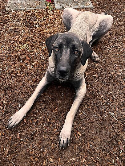 Bella (1) ist eine menschenbezogene und verschmuste Kangal-Hündin. Sie sucht Halter mit Hundeerfahrung. Bella wünscht sich ein Zuhause mit Garten in ländlicher Gegend. Sie zeigt sich beim Menschen nicht aufdringlich und weicht teilweise auch zurück.