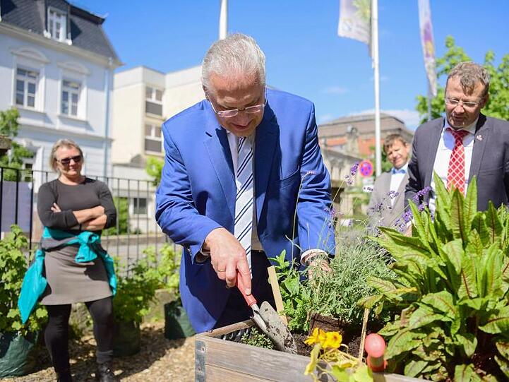 Joachim Herrmann (CSU, M), Innenminister von Bayern, pflanzt Lavendel in ein Beet. Foto: Nicolas Armer