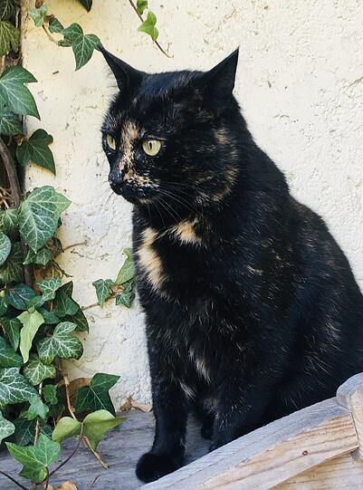 Lulu