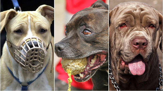 Diese Rassen gelten in Bayern als Kampfhunde.