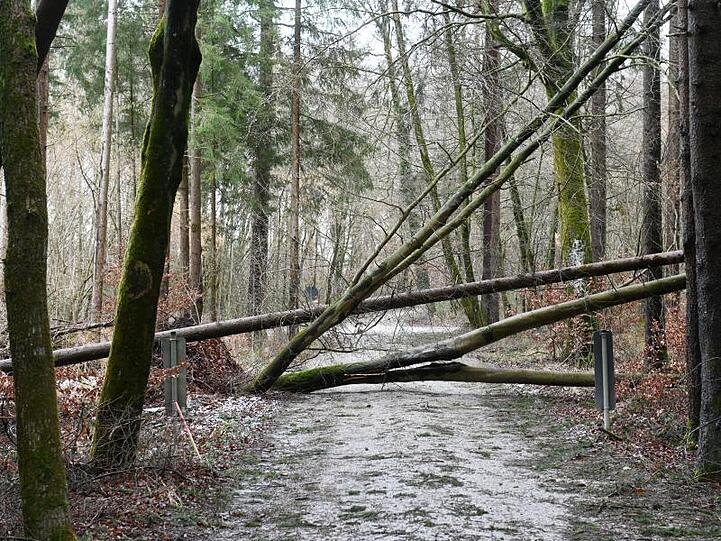 Umgestürzte Bäume liegen über einem Waldweg. Foto: Tobias Hase/dpa/Archivbild