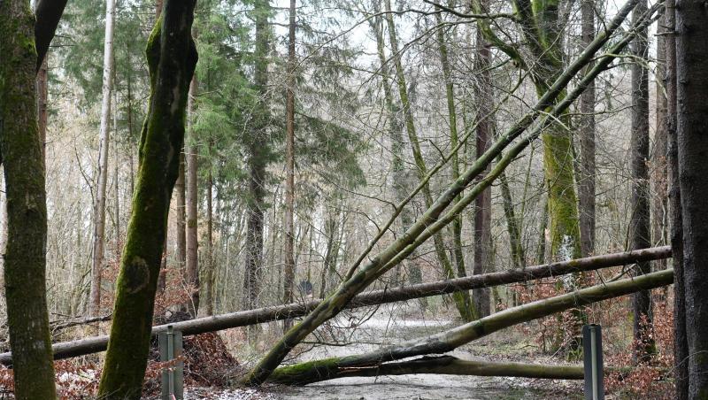 Umgestürzte Bäume liegen über einem Waldweg. Foto: Tobias Hase/dpa/Archivbild Umgestürzte Bäume liegen über einem Waldweg. Foto: Tobias Hase/dpa/Archivbild