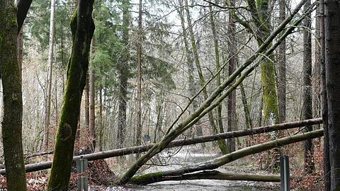 Umgestürzte Bäume liegen über einem Waldweg. Foto: Tobias Hase/dpa/Archivbild