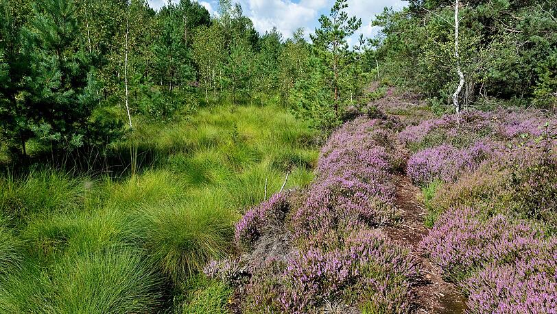Blühende Heide im Haspelmoor in den Gemeinden Hattenhofen und Althegnenberg im Landkreis Fürstenfeldbruck.