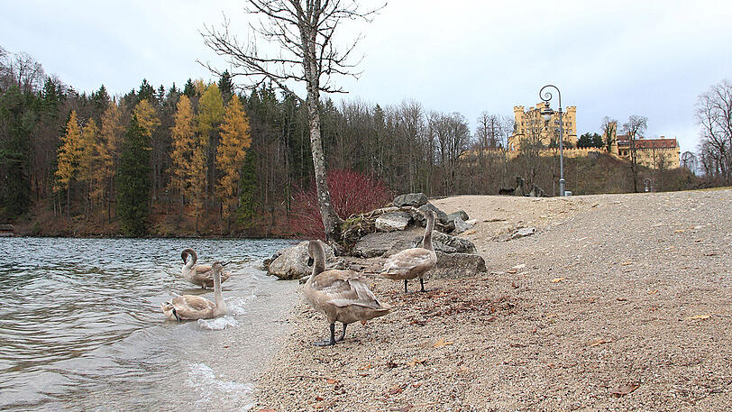 Die Jungschwäne am Alpsee. Zwei von ihnen sind mittlerweile im Winterquartier.