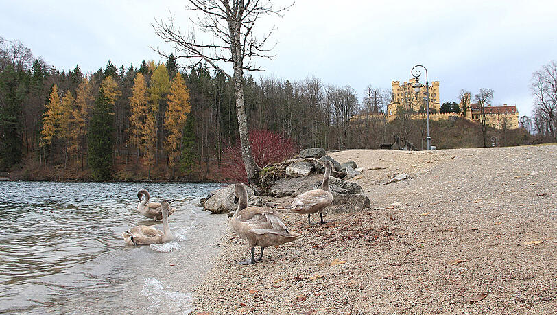 Die Jungschwäne am Alpsee. Zwei von ihnen sind mittlerweile im Winterquartier. Die Jungschwäne am Alpsee. Zwei von ihnen sind mittlerweile im Winterquartier.