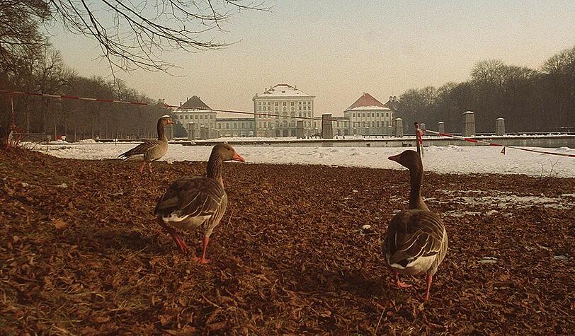 Im Nymphenburger Schlosspark leben viele Gänse - mit dem Bund Naturschutz kann man die Tiere unter fachkundiger Anleitung beobachten.