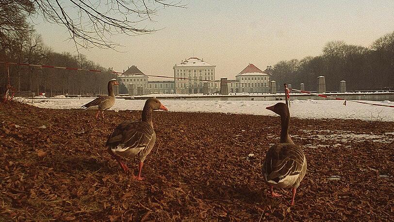 Im Nymphenburger Schlosspark leben viele Gänse - mit dem Bund Naturschutz kann man die Tiere unter fachkundiger Anleitung beobachten. Im Nymphenburger Schlosspark leben viele Gänse - mit dem Bund Naturschutz kann man die Tiere unter fachkundiger Anleitung beobachten.