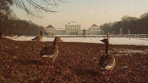 Im Nymphenburger Schlosspark leben viele Gänse - mit dem Bund Naturschutz kann man die Tiere unter fachkundiger Anleitung beobachten.