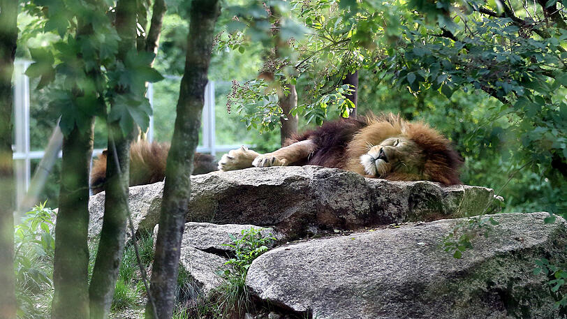 Weitere Bilder vom Foto-Spaziergang durch den Tierpark Hellabrunn am Donnerstagabend.