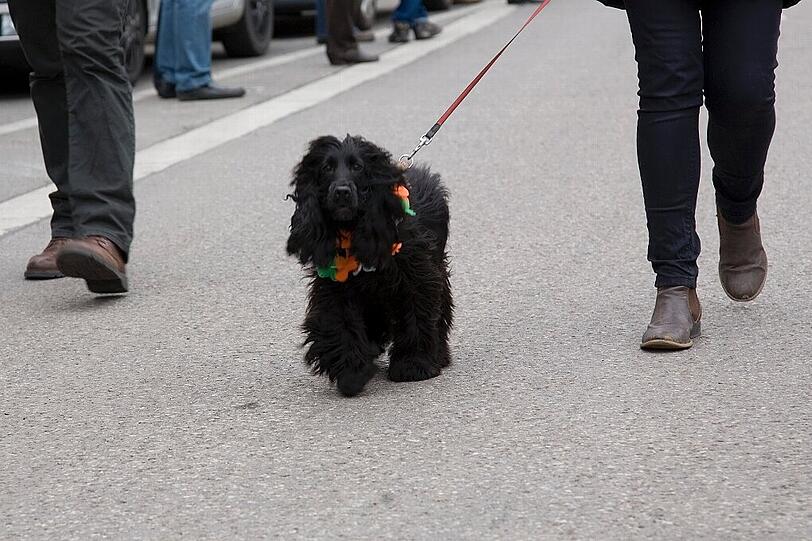 Irisches Brauchtum auf den Straßen München: Beim Umzug zum St. Patrick's Day sind Jung und Alt dabei - und gute Laune ist Pflicht.
