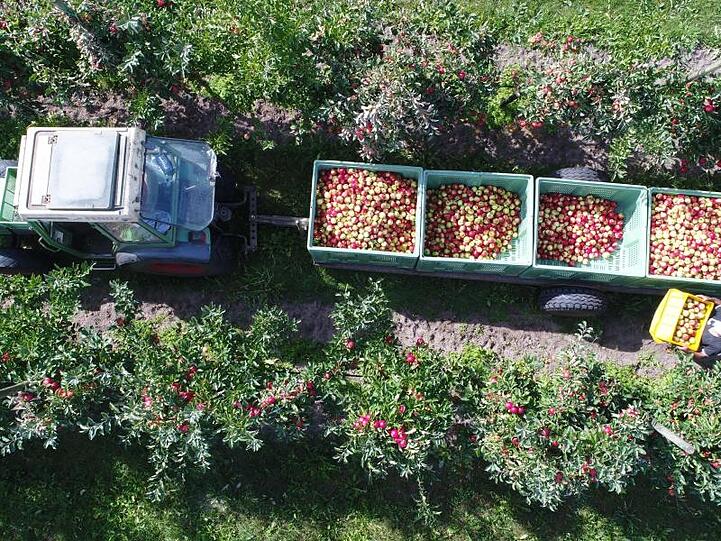 Erntehelfer pflücken auf einer Plantage Äpfel der Sorte Elstar (Luftaufnahme mit einer Drohne). Foto: Stefan Sauer/zb/dpa/Archivbild