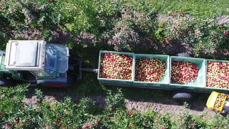 Erntehelfer pflücken auf einer Plantage Äpfel der Sorte Elstar (Luftaufnahme mit einer Drohne). Foto: Stefan Sauer/zb/dpa/Archivbild Erntehelfer pflücken auf einer Plantage Äpfel der Sorte Elstar (Luftaufnahme mit einer Drohne). Foto: Stefan Sauer/zb/dpa/Archivbild