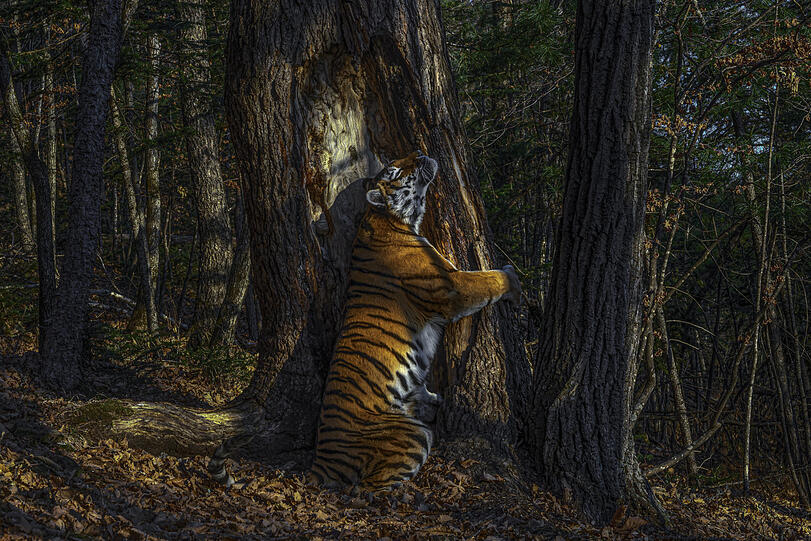 Als "Naturfotograf des Jahres" ist der Russe Sergey Gorshkov geehrt worden. Sein Bild mit dem Titel "Die Umarmung" wurde als eindrucksvollstes und denkwürdigstes Foto des gesamten Wettbewerbs erachtet. Eine Sibirische Tigerin umarmt darauf eine uralte Mandschurische Tanne im Leopardenland-Nationalpark im Fernen Osten Russlands - dem beinahe einzigen verbliebenen Verbreitungsgebiet der Art. "Von Januar 2019 an versuchte der Fotograf mithilfe der Parkmitarbeitenden, die Tiere aufzuspüren und installierte eine erste Kamerafalle, die die Tiger misstrauisch umgingen. Im November 2019 glückte ihm die einzigartige Aufnahme", teilt das NHM dazu mit.