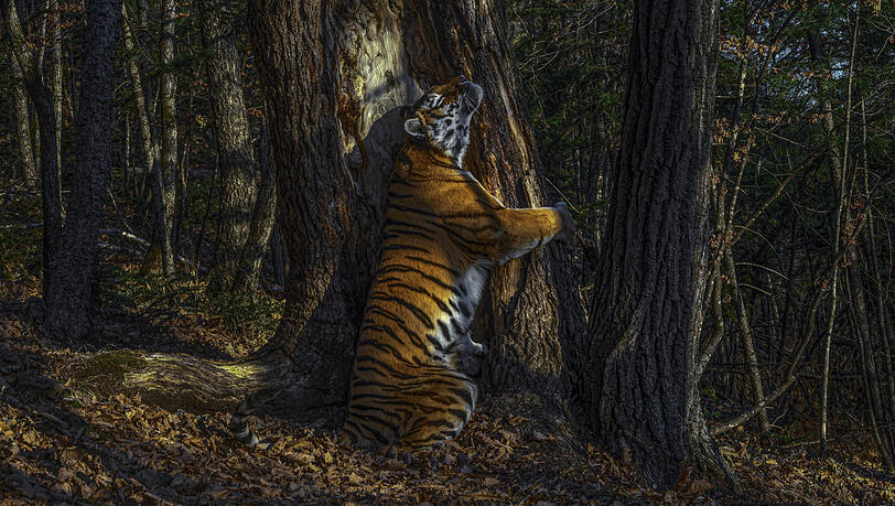 Als "Naturfotograf des Jahres" ist der Russe Sergey Gorshkov geehrt worden. Sein Bild mit dem Titel "Die Umarmung" wurde als eindrucksvollstes und denkwürdigstes Foto des gesamten Wettbewerbs erachtet. Eine Sibirische Tigerin umarmt darauf eine uralte Mandschurische Tanne im Leopardenland-Nationalpark im Fernen Osten Russlands - dem beinahe einzigen verbliebenen Verbreitungsgebiet der Art. "Von Januar 2019 an versuchte der Fotograf mithilfe der Parkmitarbeitenden, die Tiere aufzuspüren und installierte eine erste Kamerafalle, die die Tiger misstrauisch umgingen. Im November 2019 glückte ihm die einzigartige Aufnahme", teilt das NHM dazu mit. Als "Naturfotograf des Jahres" ist der Russe Sergey Gorshkov geehrt worden. Sein Bild mit dem Titel "Die Umarmung" wurde als eindrucksvollstes und denkwürdigstes Foto des gesamten Wettbewerbs erachtet. Eine Sibirische Tigerin umarmt darauf eine uralte Mandschurische Tanne im Leopardenland-Nationalpark im Fernen Osten Russlands - dem beinahe einzigen verbliebenen Verbreitungsgebiet der Art. "Von Januar 2019 an versuchte der Fotograf mithilfe der Parkmitarbeitenden, die Tiere aufzuspüren und installierte eine erste Kamerafalle, die die Tiger misstrauisch umgingen. Im November 2019 glückte ihm die einzigartige Aufnahme", teilt das NHM dazu mit.