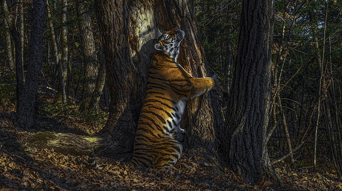 Als "Naturfotograf des Jahres" ist der Russe Sergey Gorshkov geehrt worden. Sein Bild mit dem Titel "Die Umarmung" wurde als eindrucksvollstes und denkwürdigstes Foto des gesamten Wettbewerbs erachtet. Eine Sibirische Tigerin umarmt darauf eine uralte Mandschurische Tanne im Leopardenland-Nationalpark im Fernen Osten Russlands - dem beinahe einzigen verbliebenen Verbreitungsgebiet der Art. "Von Januar 2019 an versuchte der Fotograf mithilfe der Parkmitarbeitenden, die Tiere aufzuspüren und installierte eine erste Kamerafalle, die die Tiger misstrauisch umgingen. Im November 2019 glückte ihm die einzigartige Aufnahme", teilt das NHM dazu mit.