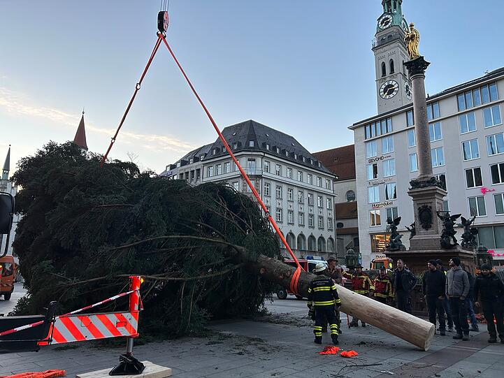 Eine 23 Meter hohe Küstentanne aus der Gemeinde Antdorf thront für den diesjährigen Christkindlmarkt auf dem Marienplatz in München.
